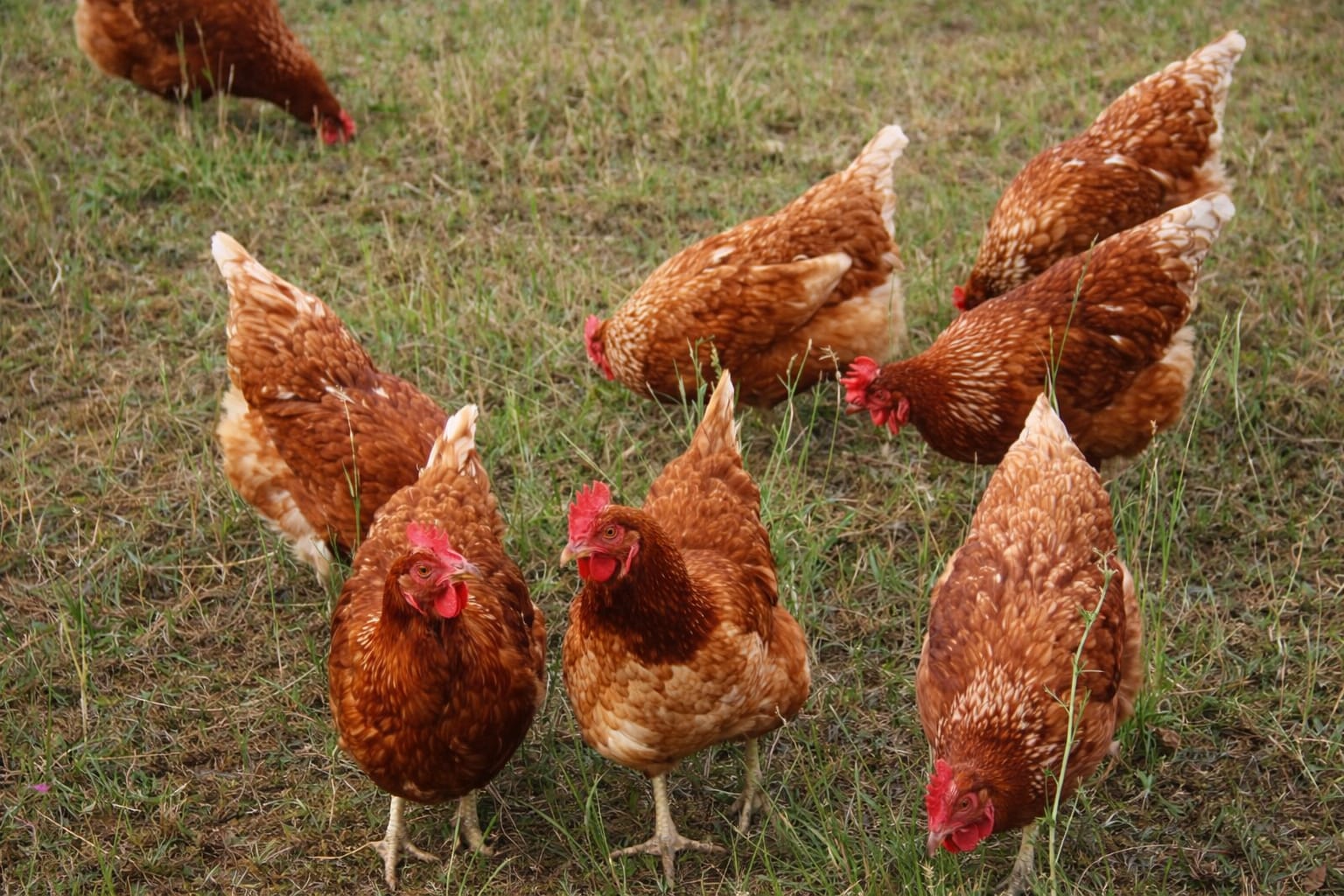 Poultry